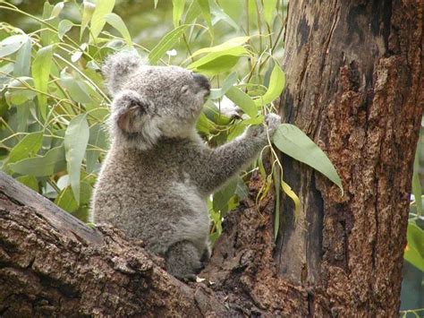 Koala Bear Facts For Kids | Koala Bear Diet & Habitat