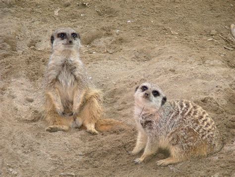 Dublin Zoo (@DublinZoo) | Twitter | Dublin zoo, Zoo, Animals