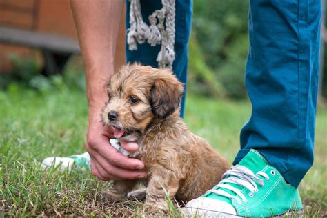 Puppy Training Timeline: Teaching Good Behavior Before It's Too Late