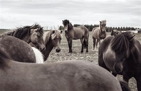 Horse meeting II Photograph by Mercedes Noriega