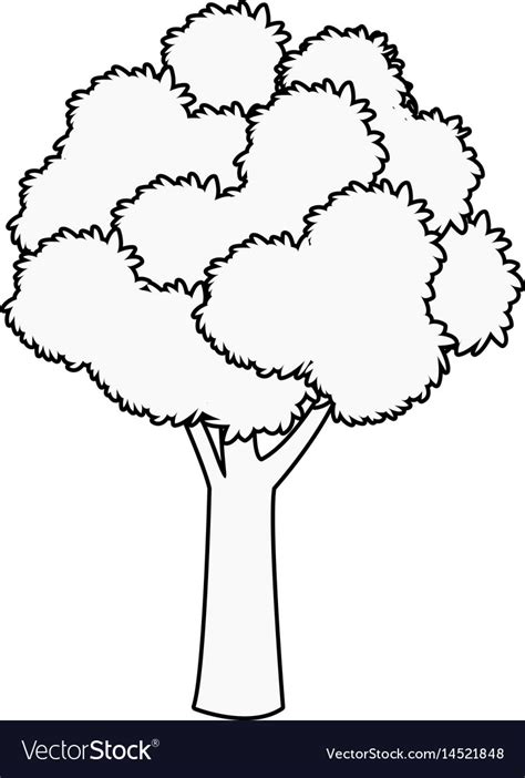 Tree foliage woody stem branching plant outline Vector Image