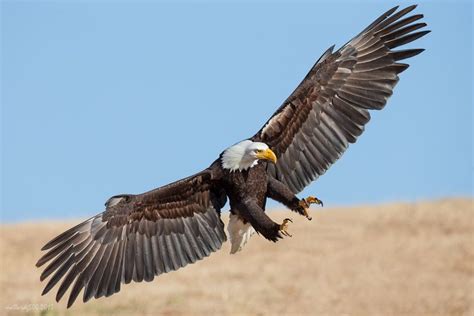 Wingspan by Phoo (mallardg500) Chan, via 500px | Bald eagle, Animals beautiful, Birds