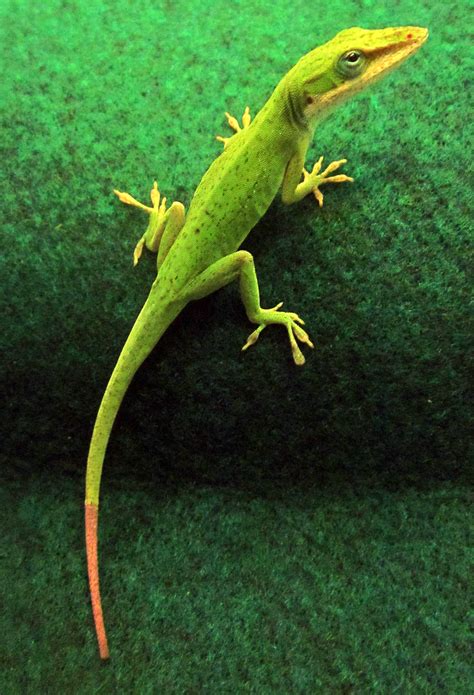 Regenerated lizard tails are new, but not replicates, researchers find