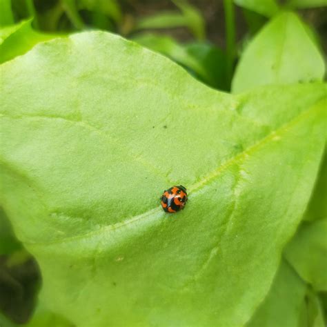 A ladybug on a leaf - PixaHive