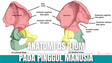 Anatomi Os Ilium Pada Pinggul Manusia - Anatomi Tutorial