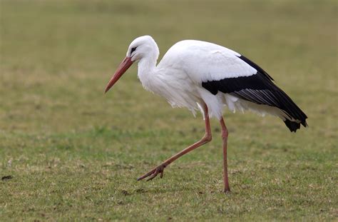 Weedon's World of Nature: White Stork at Ferry Meadows CP