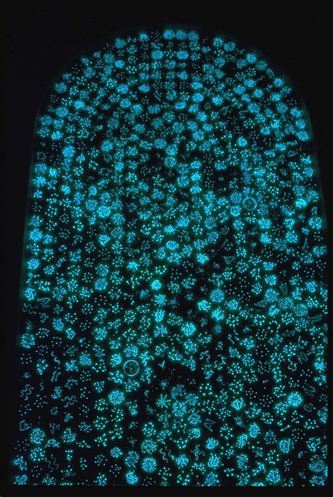 Bioluminescent bacteria!!! | Bacteria | Pinterest