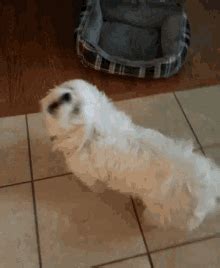 Dogs Singing Happy Birthday GIFs | Tenor