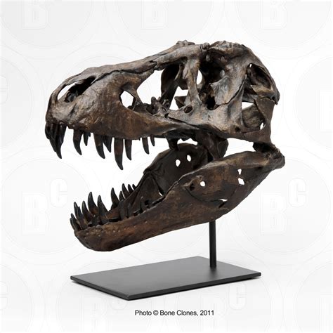 Th Scale Tyrannosaurus Rex Skeleton Model Stan | Hot Sex Picture