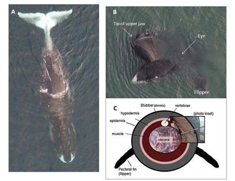 Bowhead Whale Predators