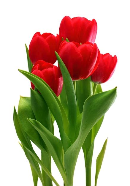 Premium Photo | Bouquet of red tulips