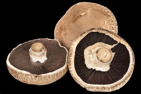 14 Types of Mushrooms and their Uses | Epicurious