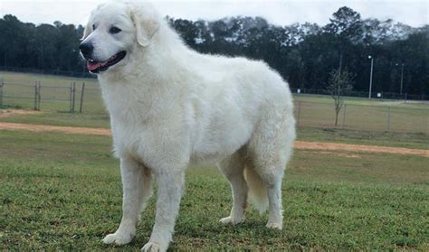 Kuvasz Breed Information - Vetstreet | Vetstreet