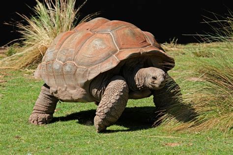 The Largest Turtles In The World - Ever!