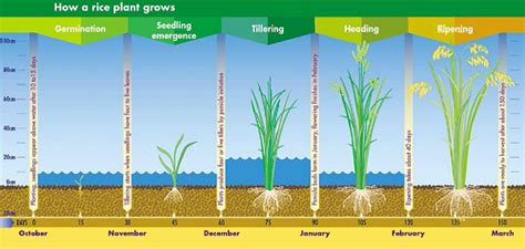 Crop Guide: Rice Cultivation - Haifa Group