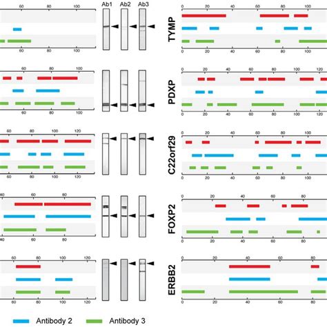 (A) Epitope mapping using bacterial display, in which the target gene... | Download Scientific ...