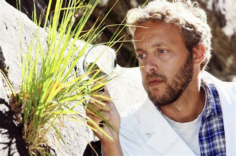 Botanist examining a plant - Stock Image - C009/6500 - Science Photo ...