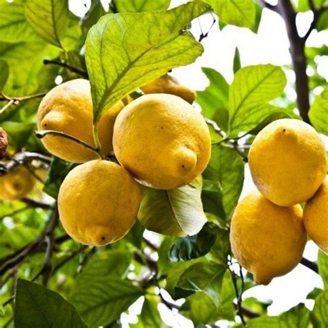 6 Types of Lemon Varieties in California! | Eureka lemon tree, Meyer ...