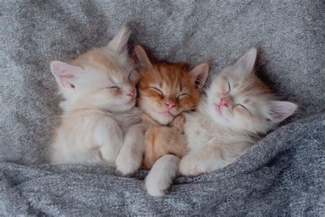 "Baby Cats"-Bilder: Stock-Fotos & -Videos. | Adobe Stock