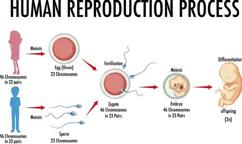 diagrama que muestra el proceso de reproducción humana 6094578 Vector en Vecteezy