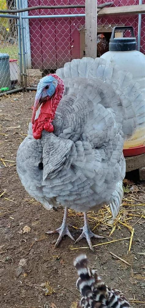 Blue Slate Turkey - Koops Coops