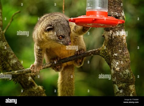 Bushy tailed olingo hi-res stock photography and images - Alamy