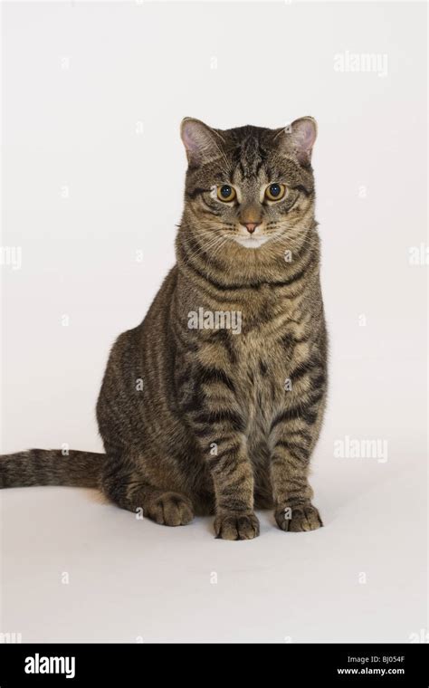 10 month old domestic silver tabby kitten Stock Photo - Alamy