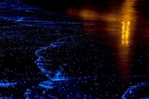 Mystical Sea Sparkle on Kuredu! - Dive The Maldives