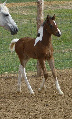 Pin on Sawyer Gypsy Vanner/Arabian Cross