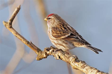 eBird Checklist - 14 Jan 2024 - Green Lake - 28 species (+2 other taxa)