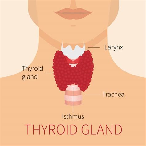 Thyroid and Weight Loss – Can Thyroid Problems Promote Weight Loss ...