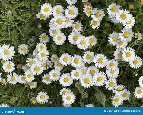 Daisy, Bellis Perennis stock photo. Image of perennis - 249396862