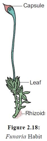 Funaria : Internal structure, Reproduction - Bryophytes