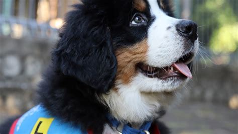 Bernie's Journey - Bernese Mountain Dog Training Assistance Dogs ...