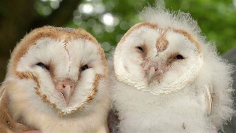 Fluffy Baby Barn Owl