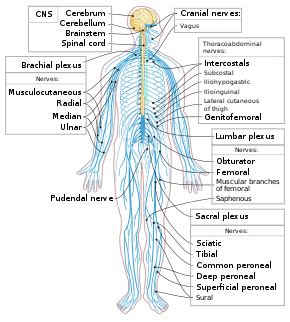 List of nerves of the human body - Wikipedia