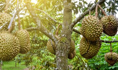 Cara Menanam Durian Duri Hitam - Kampus Tani