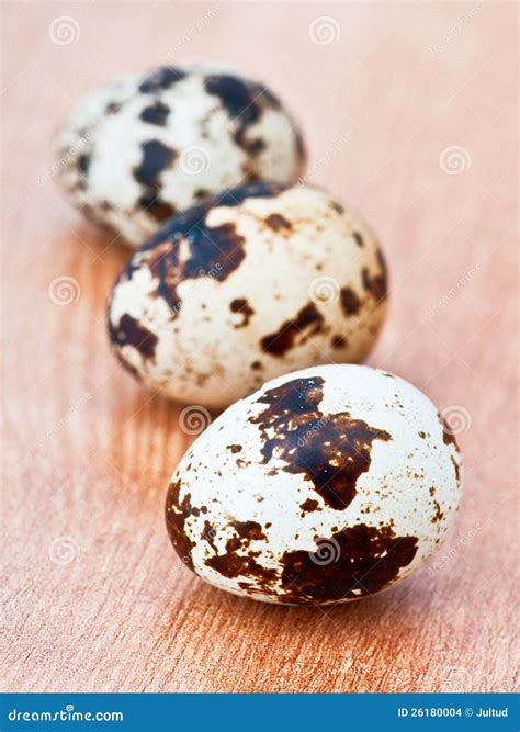 Partridge eggs stock photo. Image of brown, shell, small - 26180004