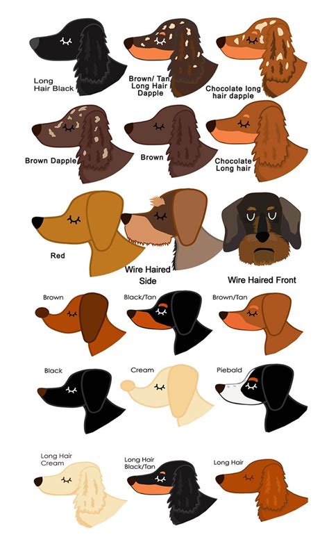 Dachshund Coats | Dog coat pattern, Dachshund colors, Dog coats