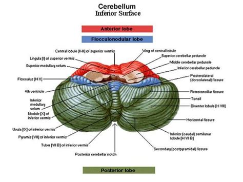 cerebellum anatomy - Google Search | Cerebellum anatomy, Online science ...