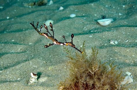 Diving with the Elusive Weedy Sea Dragons