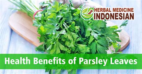 Health Benefits of Parsley Leaves | PT. Ben Sehat Sejahtera