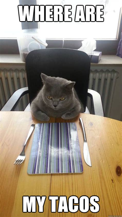 Bring me a feast and it better be fancy - Hungry Cat - quickmeme