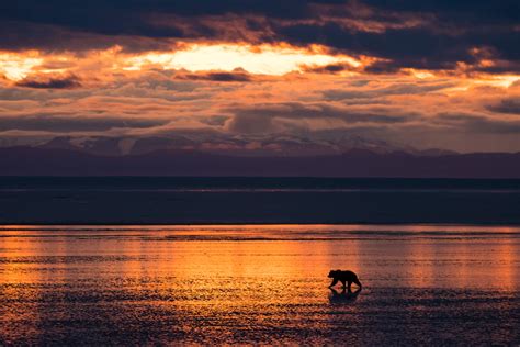 Brown Bear Sunrise by Sean Crane / 500px