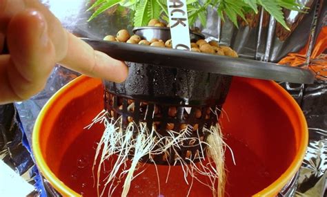 How to grow Cannabis indoor hydroponic? - Earthly herbs