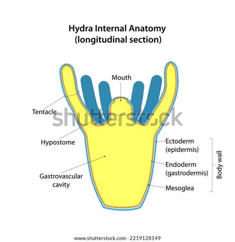 Hydra Internal Anatomy Longitudinal Section Stock Vector (Royalty Free ...