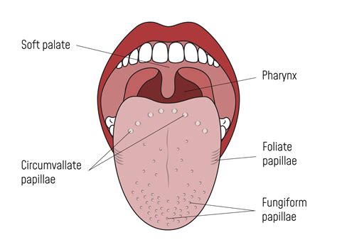 Inflamed Taste Buds: 11 Causes and Treatment