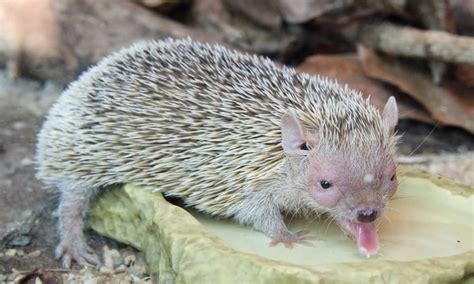 Lesser Tenrec