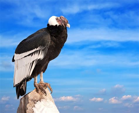 Facts About Biggest Bird Andean Condor: दुनिया के सबसे बड़े पक्षी एंडियन से जुड़े फ़ैक्ट्स.