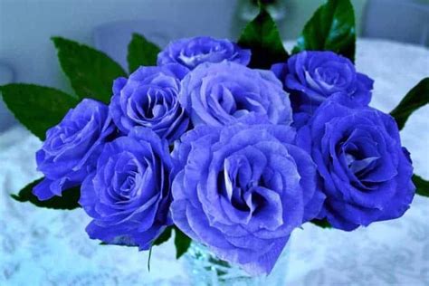 meaning of blue roses | Blue roses, Blue rose meaning, Rose